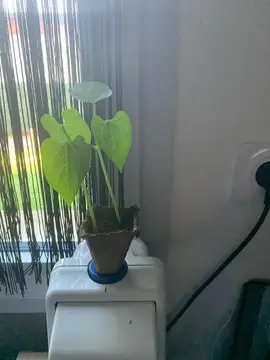2 plants haricots nain vert ou beurre