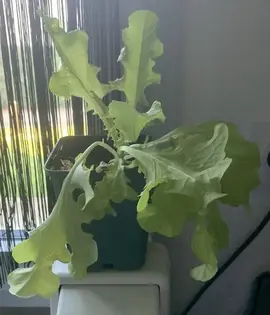 plant de salade