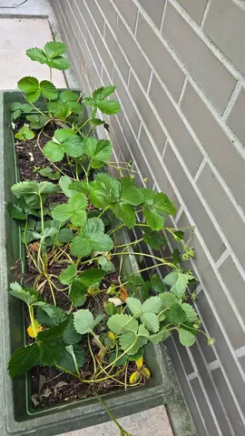 Jardiniere avec fraisiers