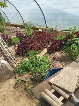 plant de basilic chinois à troquer