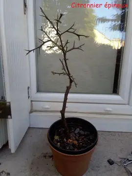 Plantes