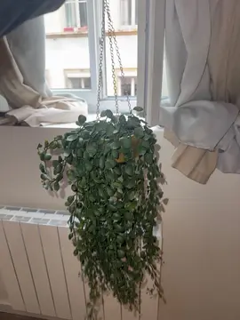 deco lierre synthétique