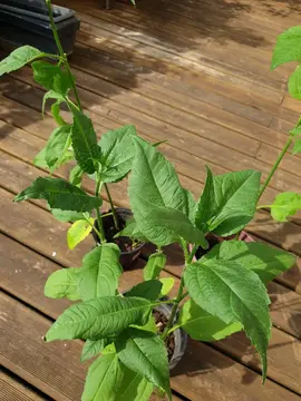 Plants d'helianthi