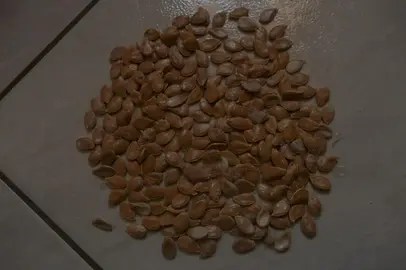 graines de potiron