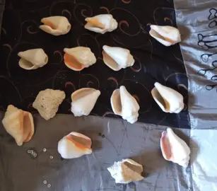Coquillages