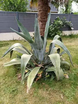 AGAVE