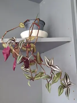 Plante Misère Tradescantia