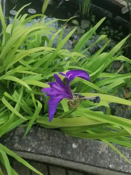 Plantes de bassin