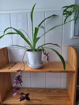 Plante d'intérieur