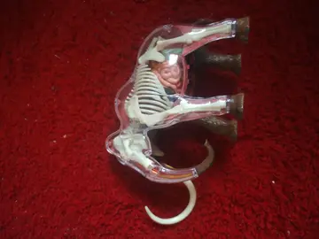 mammouth anatomique