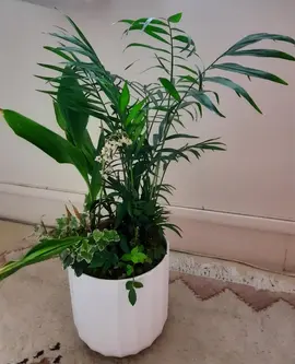 composition dans son pot