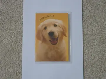 carte félicitation chien Labrador