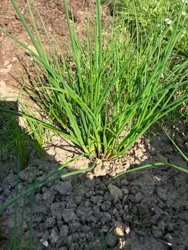 pieds de ciboulette à replanter