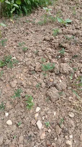 petits plants de tomates