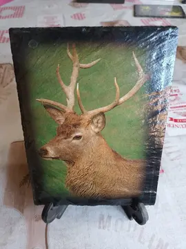 photo cerf sur ardoise
