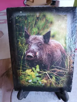 photo sanglier sur ardoise