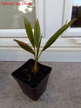 Plantes