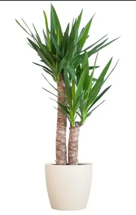 YUCCA entre 2m et 2.50 deux troncs
