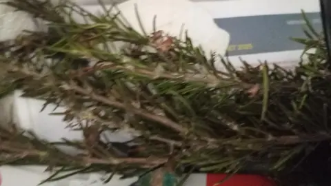 romarin branches