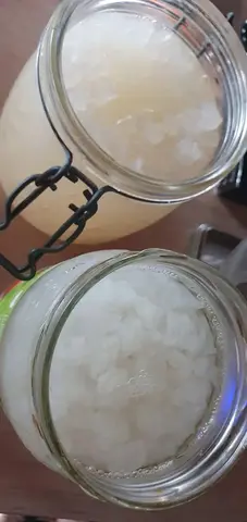 graine de kefir