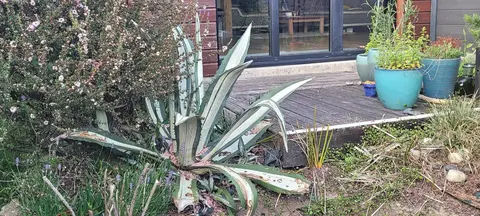 Magnifique agave à déterrer sur place