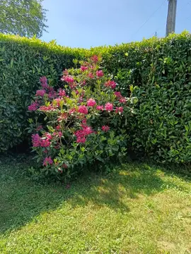 Rhododendron