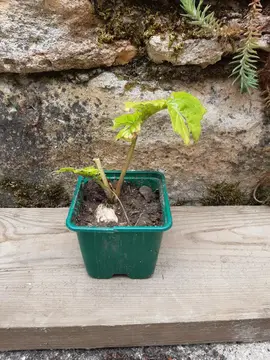 Plant d'acanthe 1