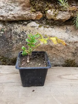 Plant d'acanthe 2