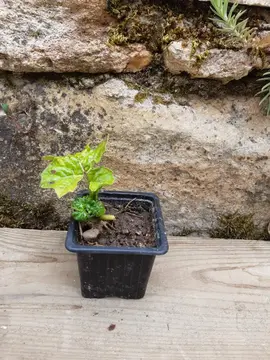 Plant d'acanthe 3