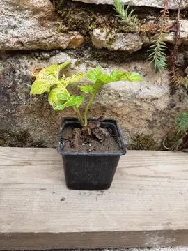 Plant d'acanthe 4