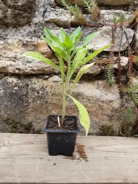 Plant d'onagre 1