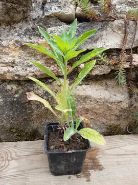 Plants d'onagre 2