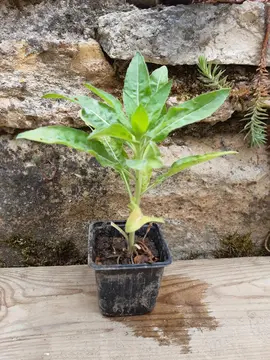 Plant d'onagre 3