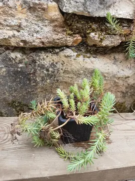 Petite plante grasse couvre-sol vivace pour l'extérieur 1