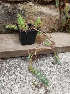 Petite plante grasse couvre-sol vivace pour l'extérieur 2