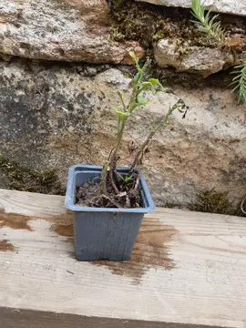 Plant de marguerite vivace 2