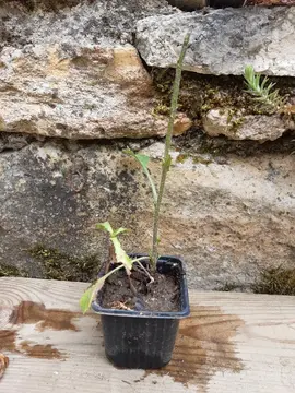 Plant de marguerite vivace 3