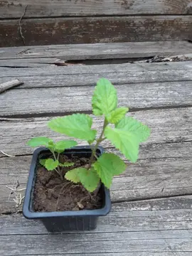 plant de mélisse officinale 1
