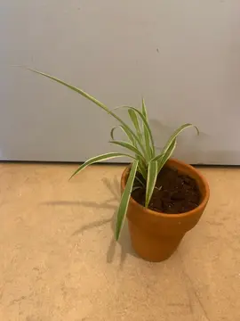 chlorophytum
