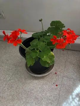 Géranium rouge vif 1