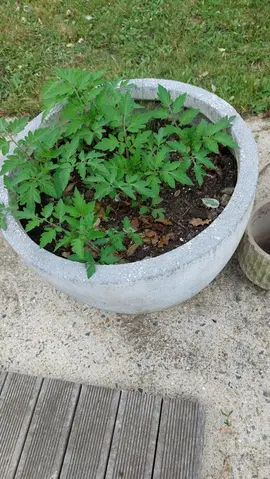 plants tomates cerise