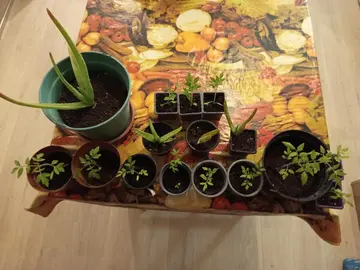dons de plantes