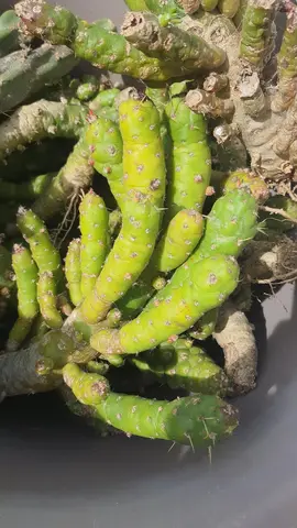 Grand lot de boutures de cactus