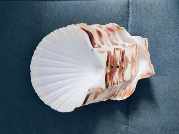 coquilles saint jacques