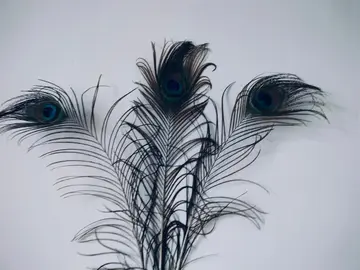 plumes de paon