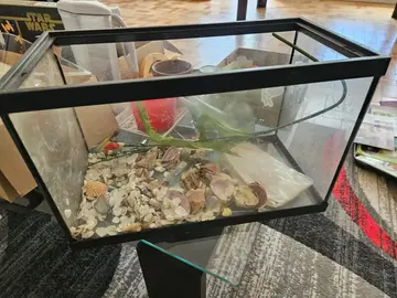Donne petit aquarium pour décoration