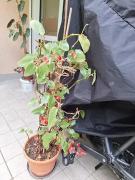 Bégonia 80cm