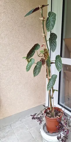 Bégonia 90cm + Misère Tradescantia