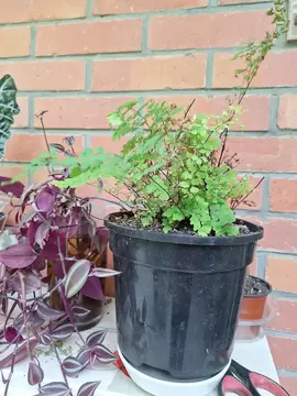 Plante Capillaire