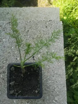 Plant fenouil doux